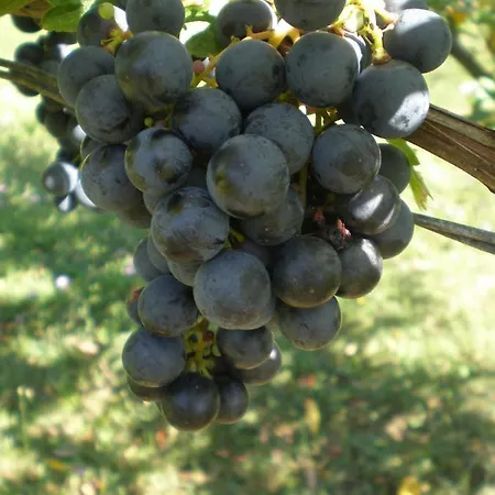 House With A Swimming Pool Cepic, Istria - Sredisnja Istra - 7404